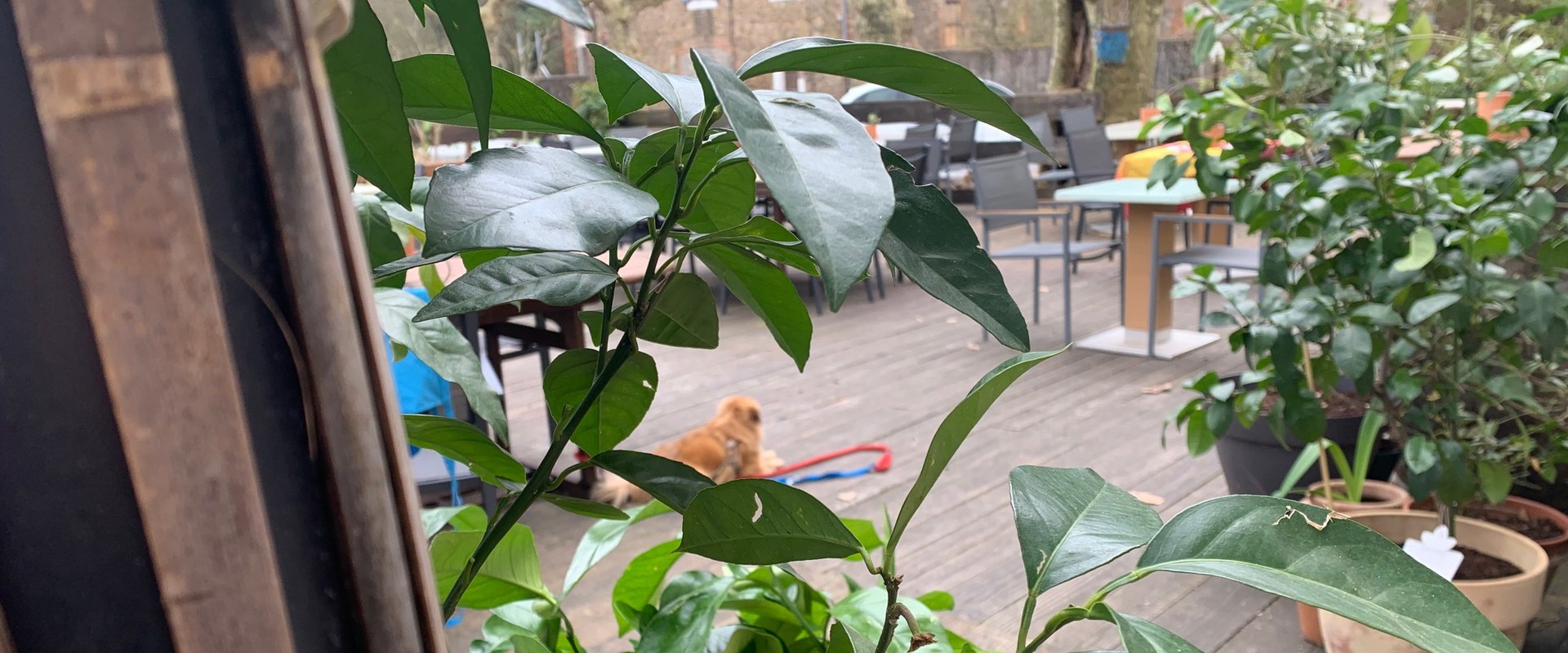 La terrasse fleurie du restaurant